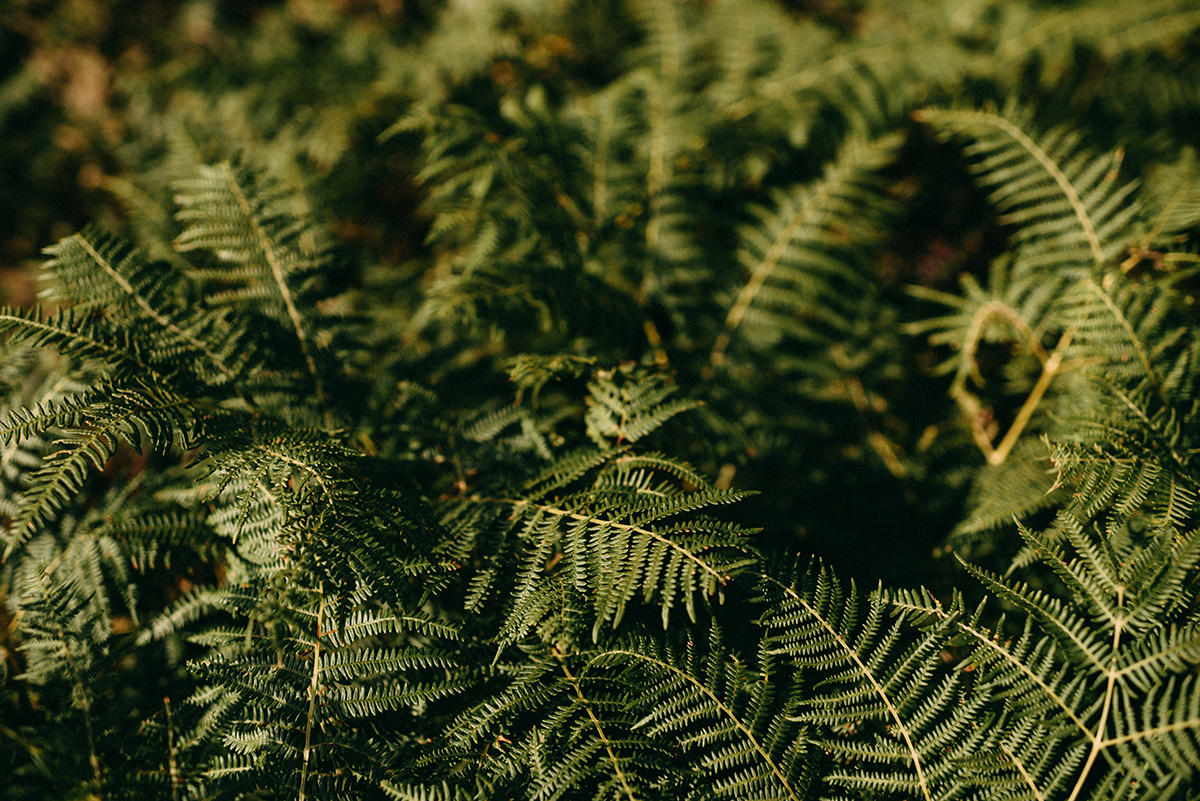 Ireland elopement | Ch + W 72